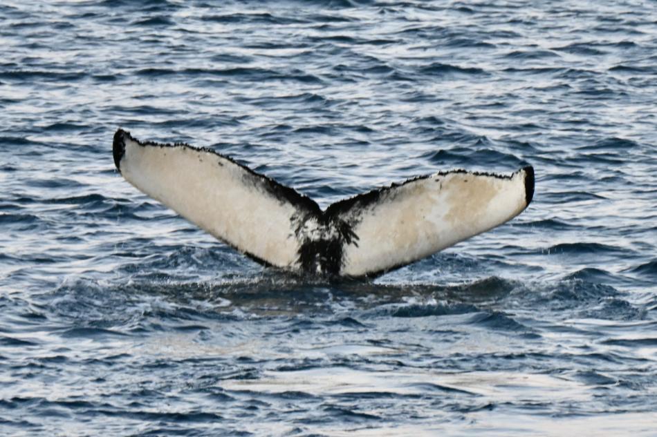 humpback whale fluke