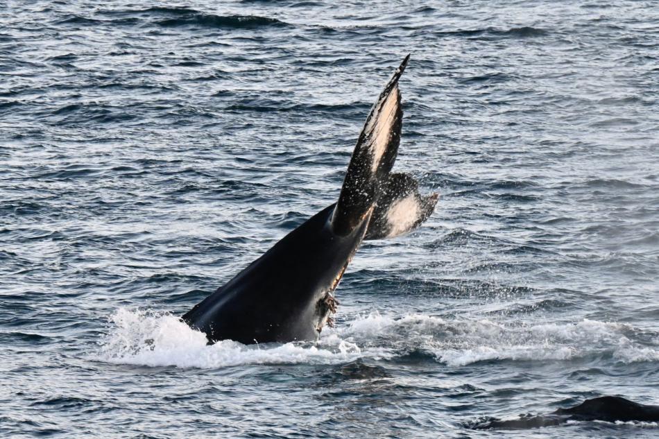 humpback whale peduncle throw