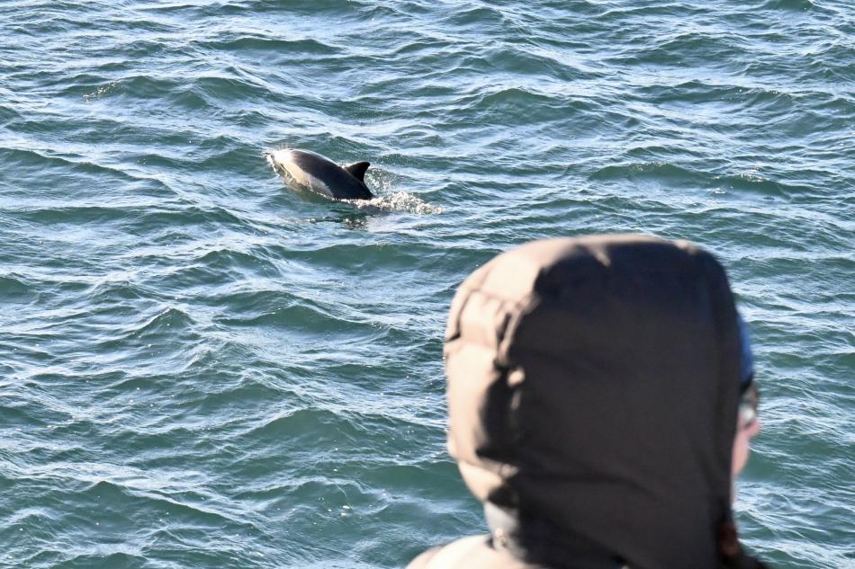 common dolphin reykjavik iceland