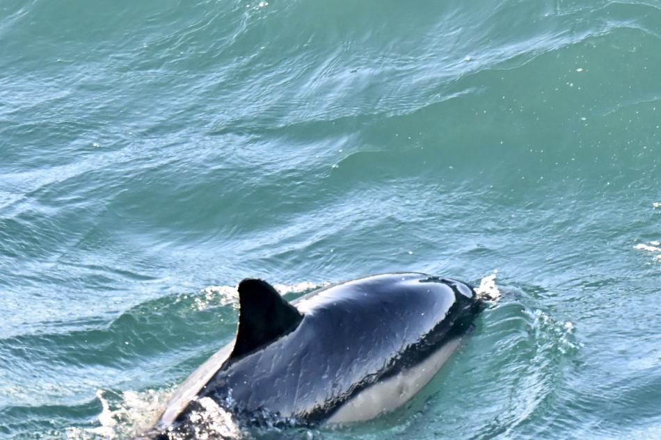 common dolphin reykjavik iceland