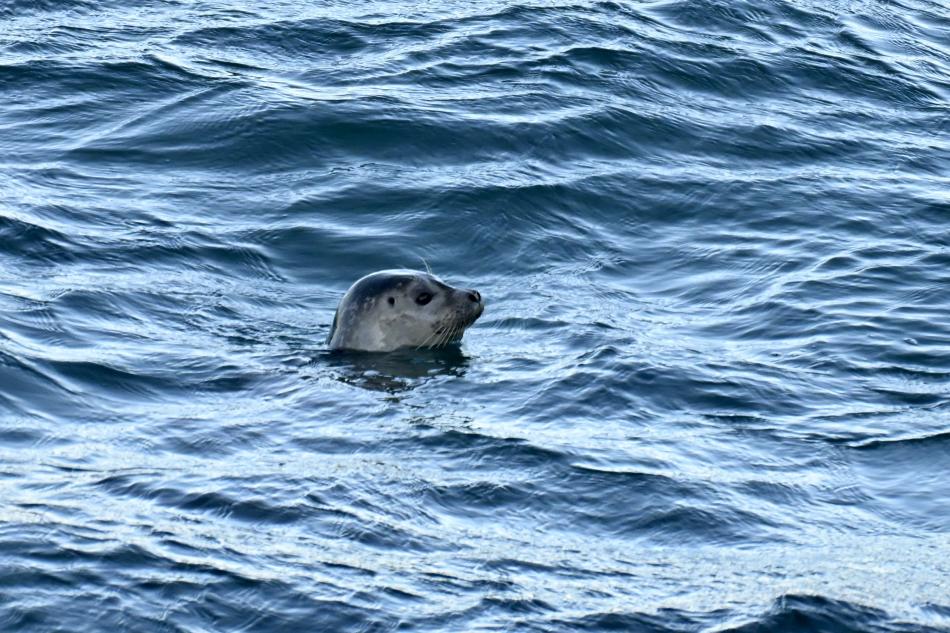 grey seal