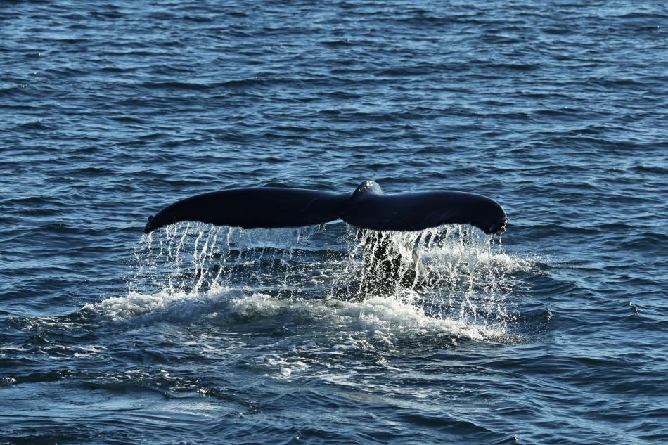 humpback whale fluke