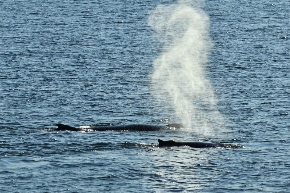 humpback whales