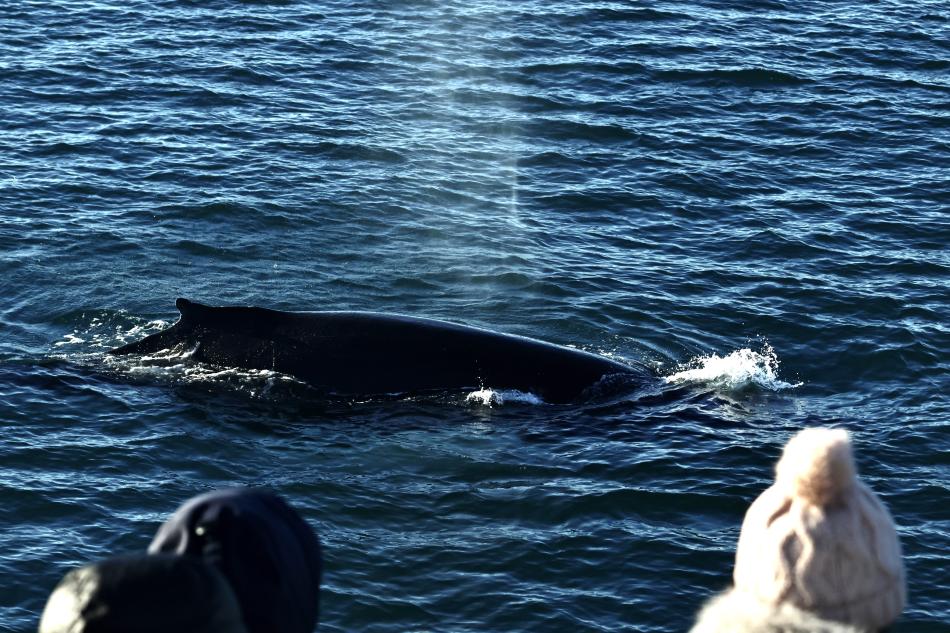 humpback whale near boat
