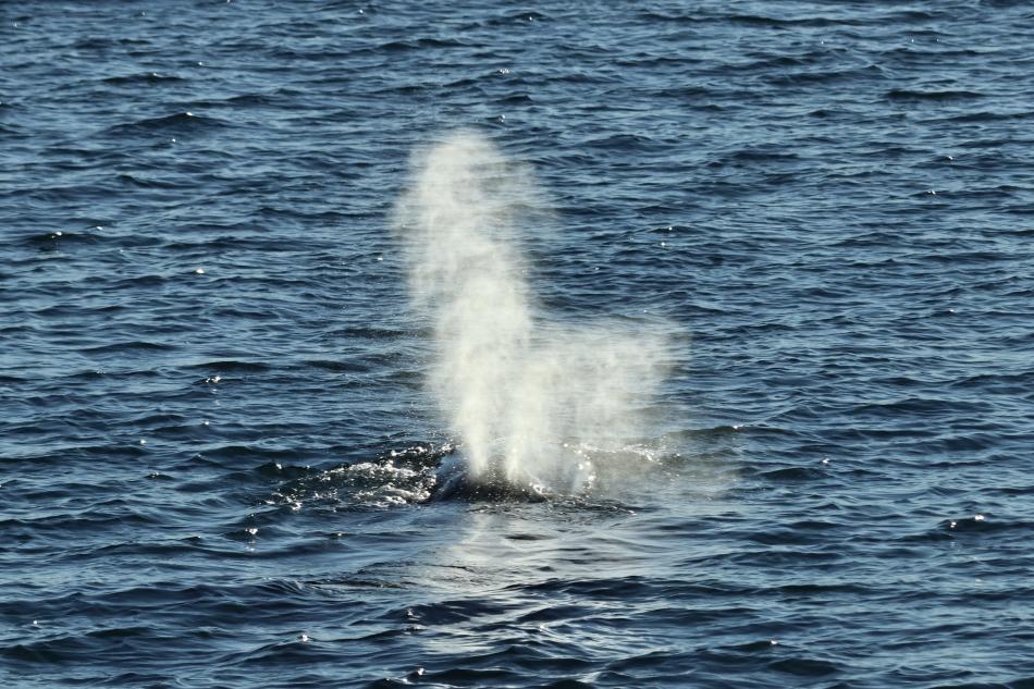 humpback whale breath