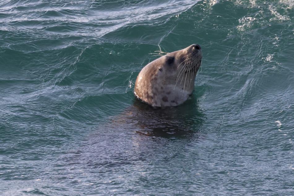 grey seal