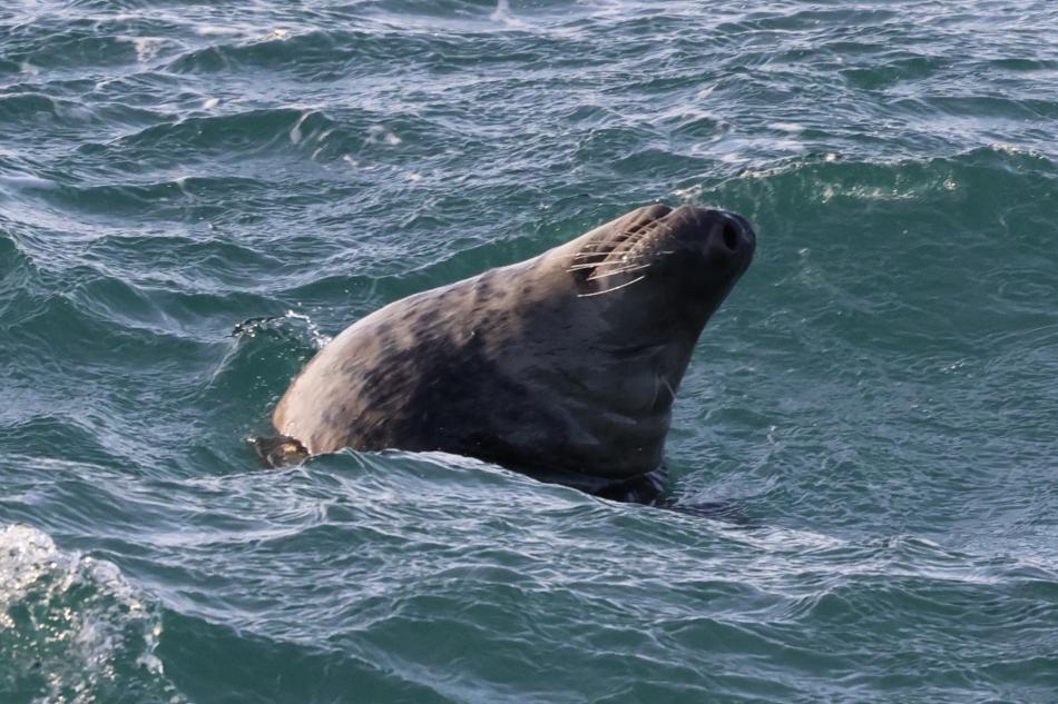 grey seal