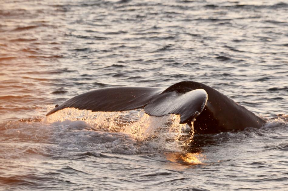 humpback whale fluke