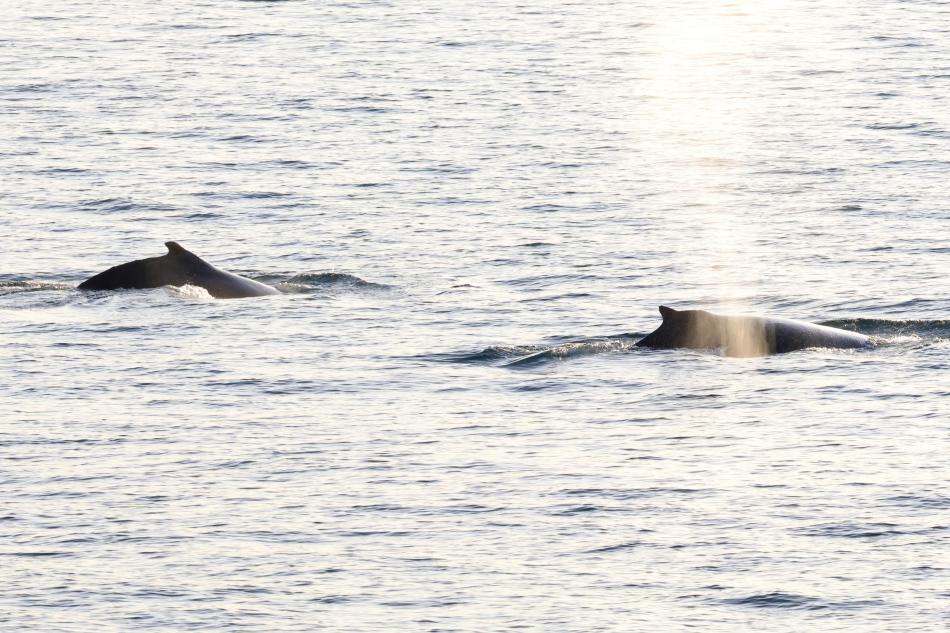 humpback whales