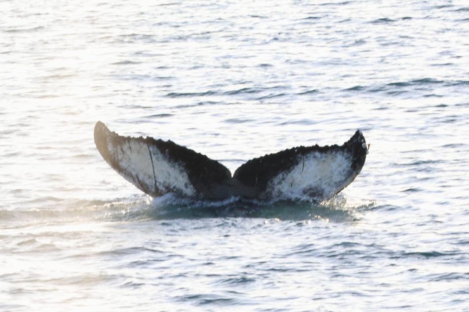humpback whale fluke