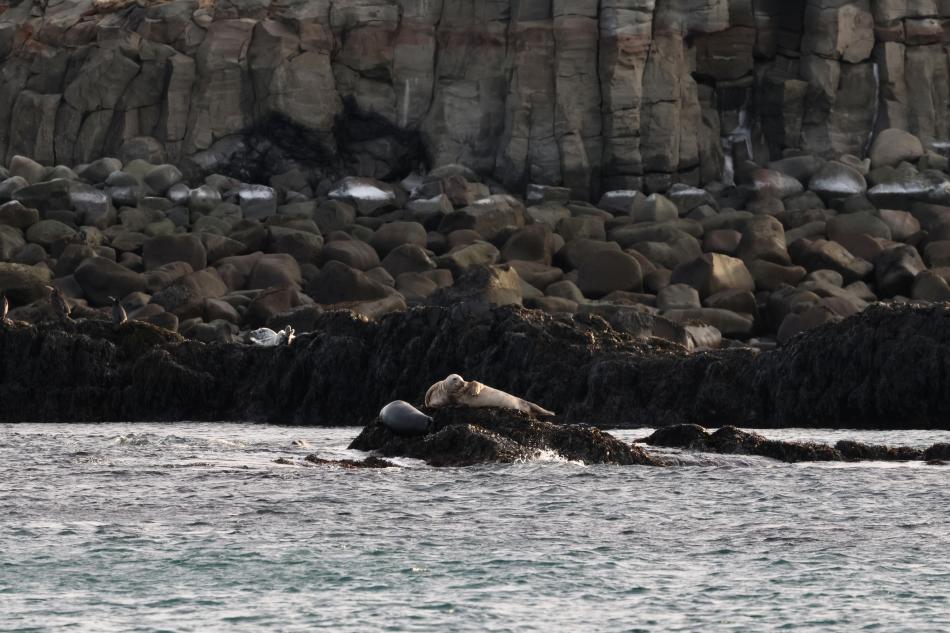 seals resting on rocks