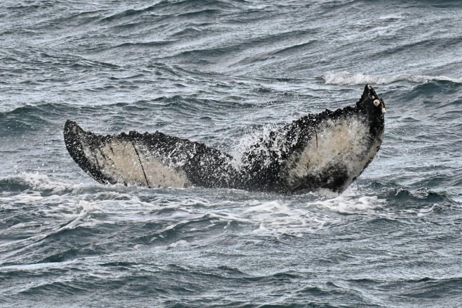 humpback whale fluke