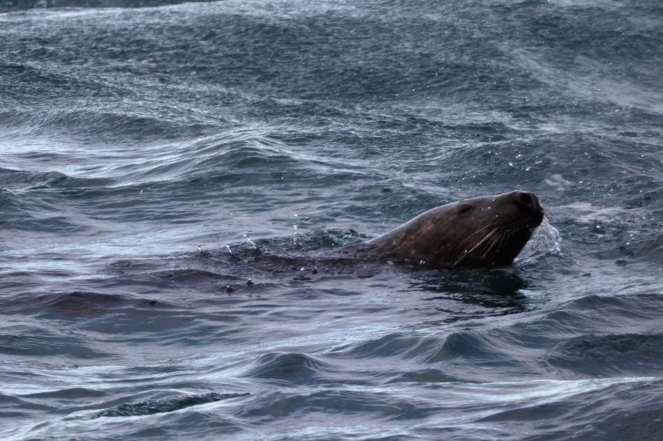 grey seal
