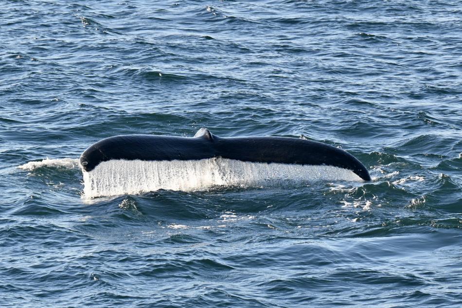 humpback whale fluke