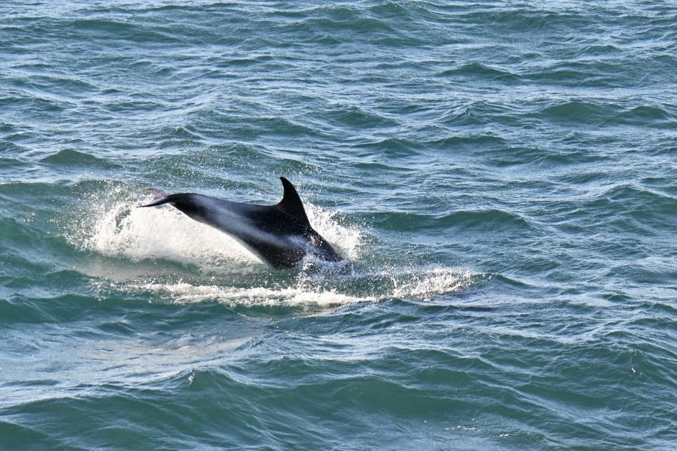white-beaked dolphin