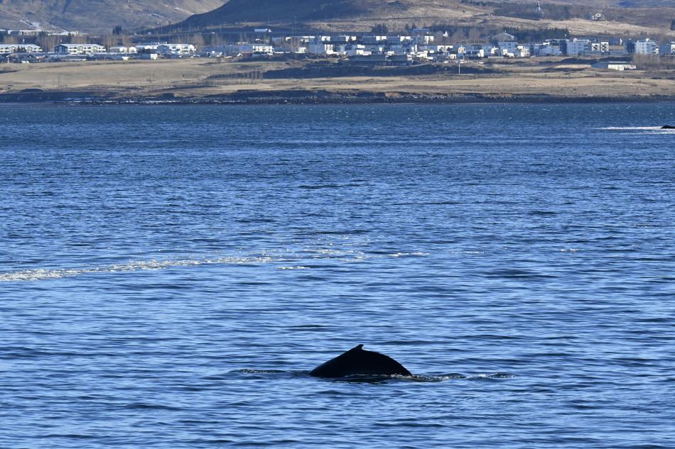humpback whale close to land