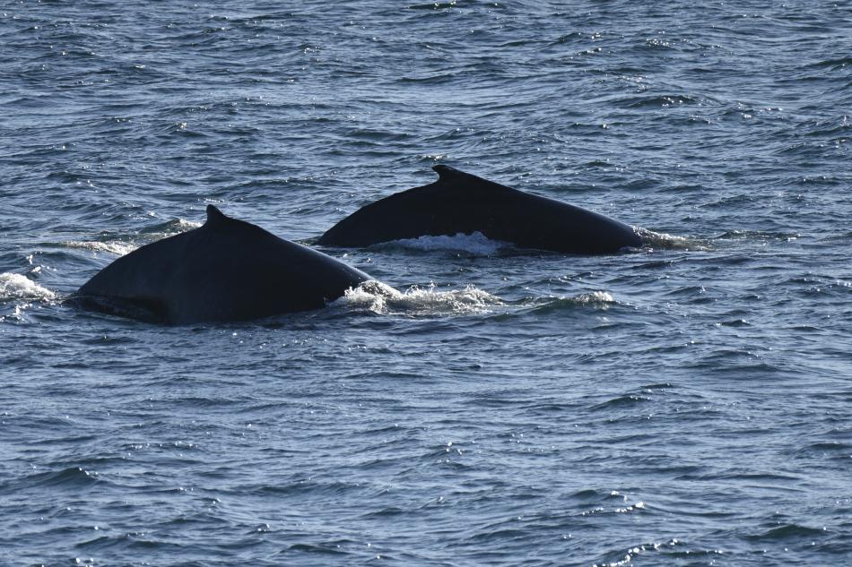 20th feb - Humpback Whale