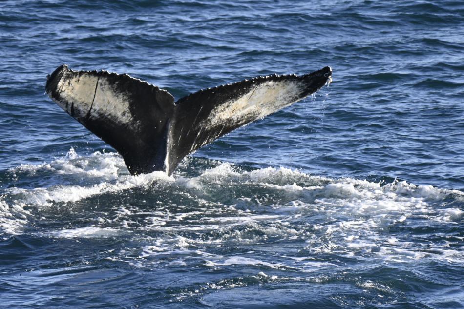 20th feb - Humpback Whale