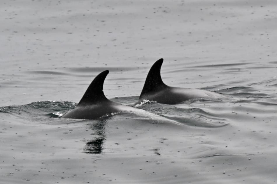 white-beaked dolphins surfacing in a pair