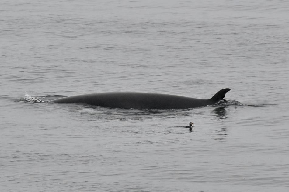 minke whale and atlantic puffin at the ocean surface