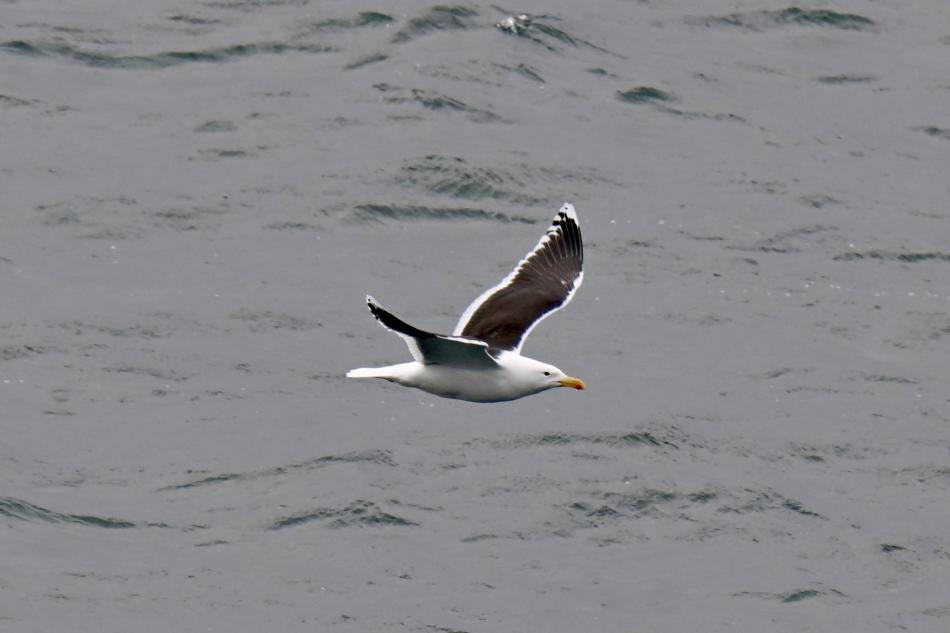 seagull flying over gloomy seas