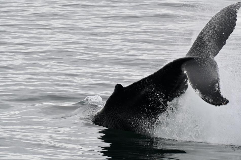 humpback whale throws its peduncle in the air