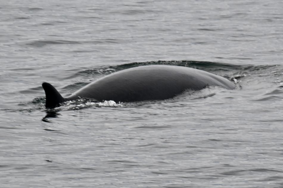 minke whale dorsal fin