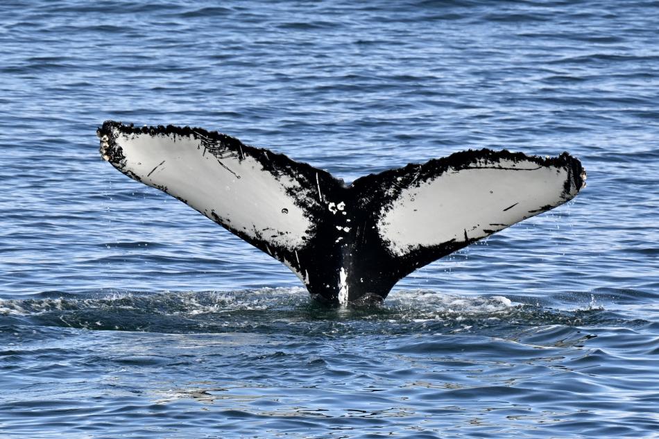 humpback whale fluke