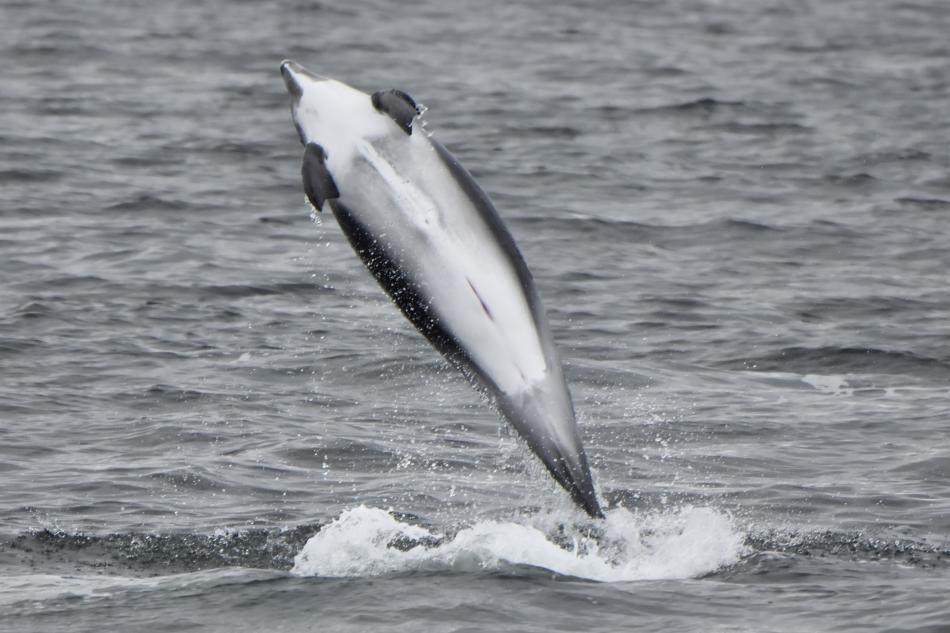 white-beaked dolphin jumping