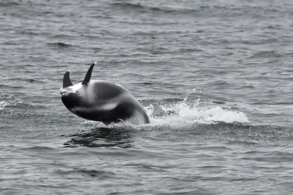 white-beaked dolphin twirling