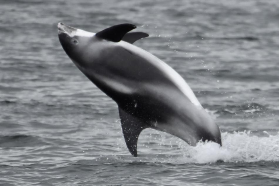 white-beaked dolphin jumping