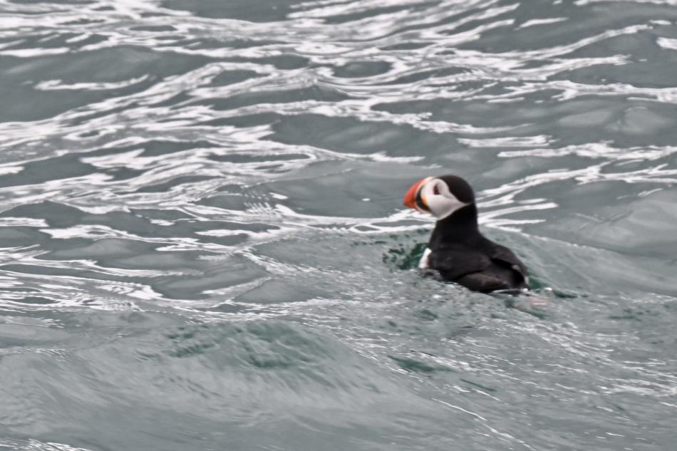 atlantic puffin sitting on the surface of the ocean