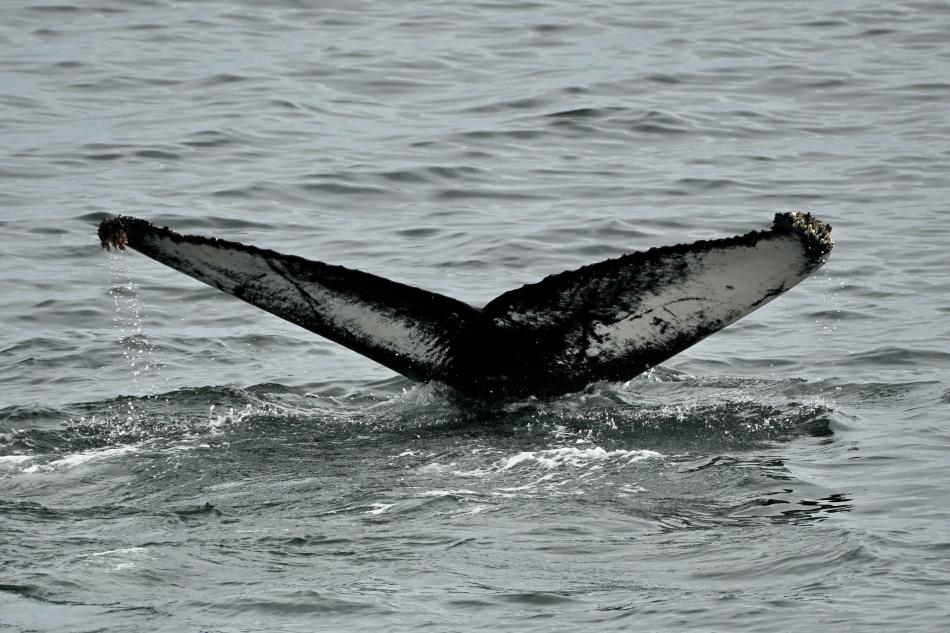 humpback whale flukeprint