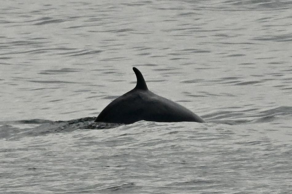 minke whale