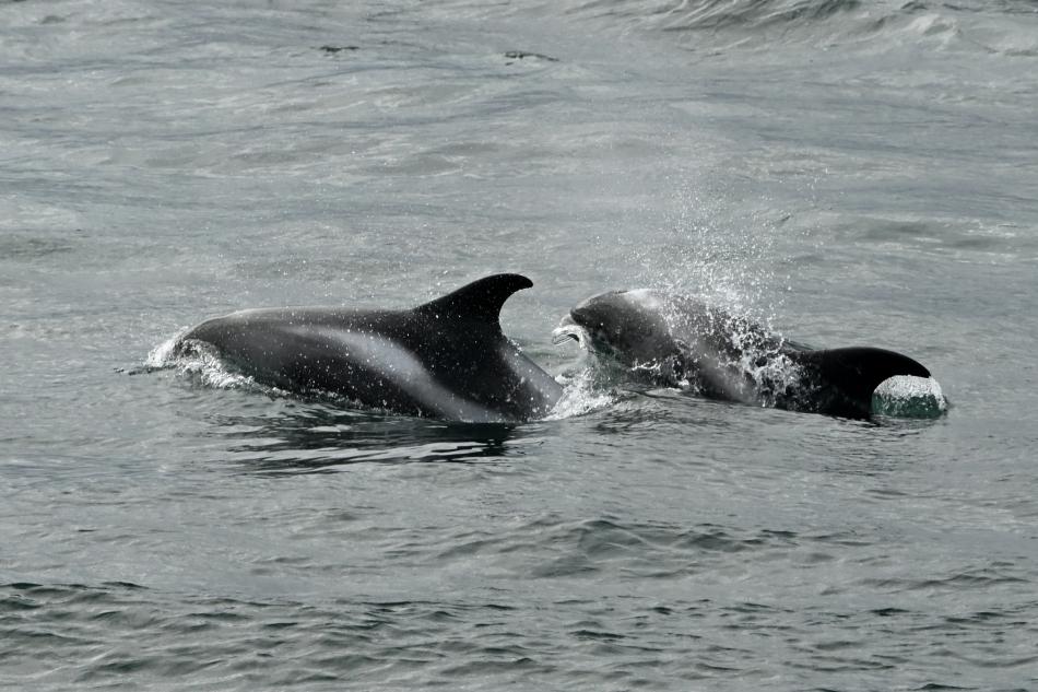 white-beaked dolphins