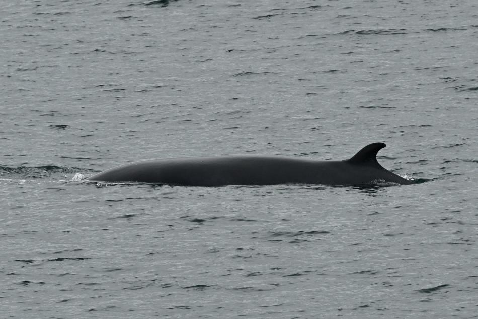 minke whale dorsal fin