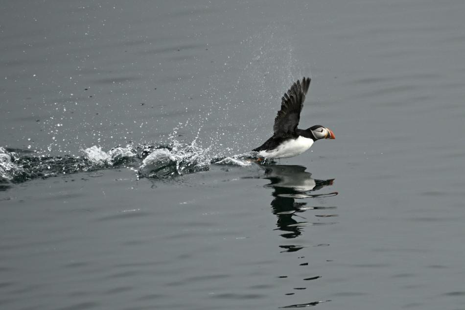 puffin preparing for takeoff at sea