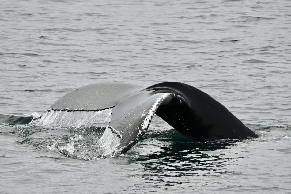 humpback whale fluke
