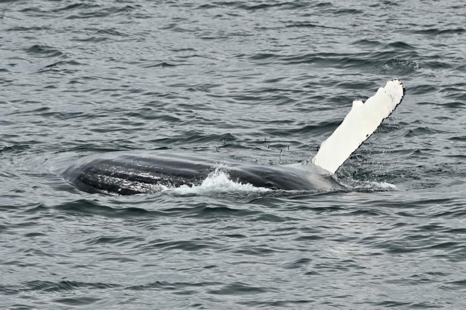 humpback whale feeding on sandeel