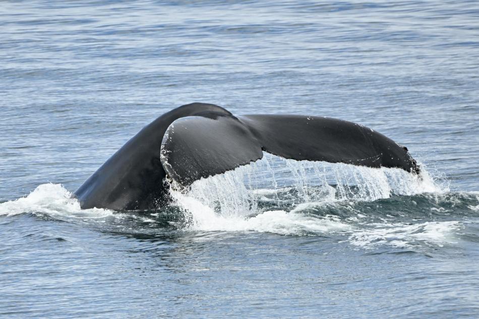 humpback whale