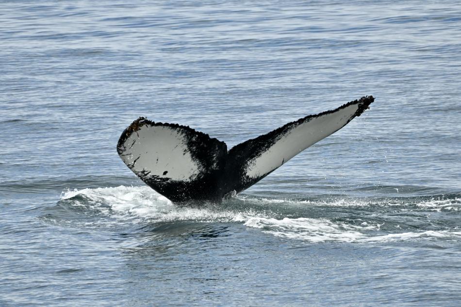humpback whale