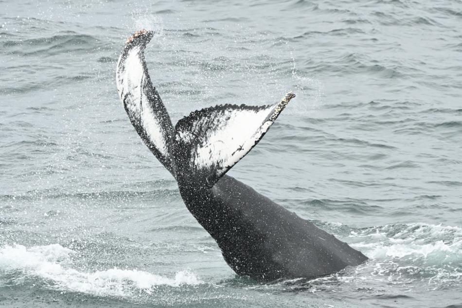 Humpback whale tail slapping in front of Elding the whale watching boat.