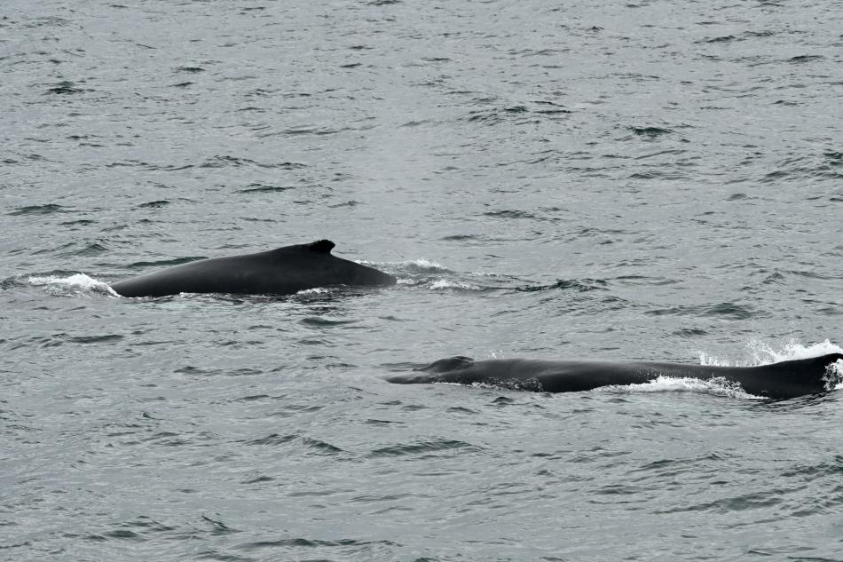 humpback whales
