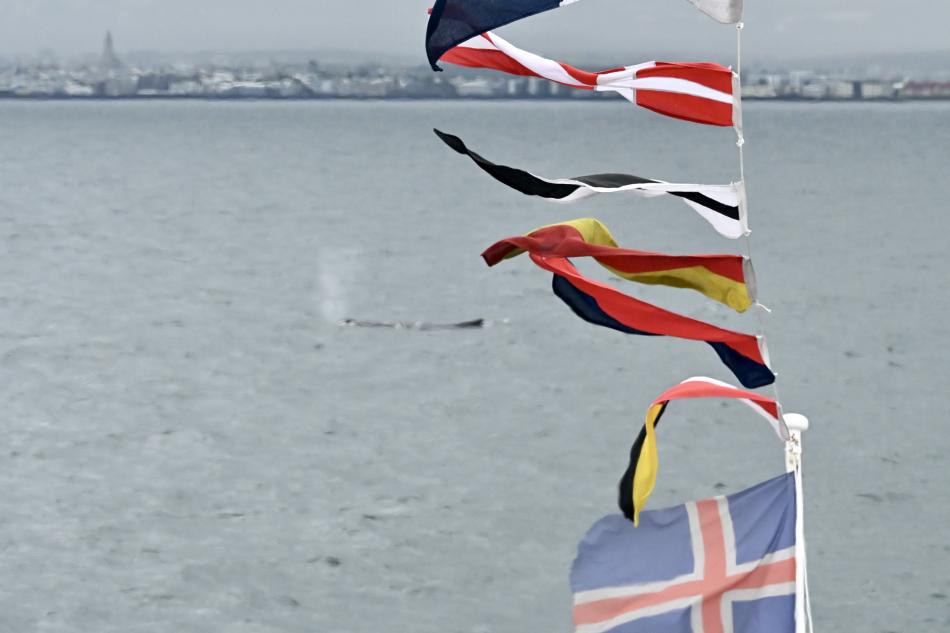 humpback whale with reykjavik in the back and flags of the seafarer's day on the boat