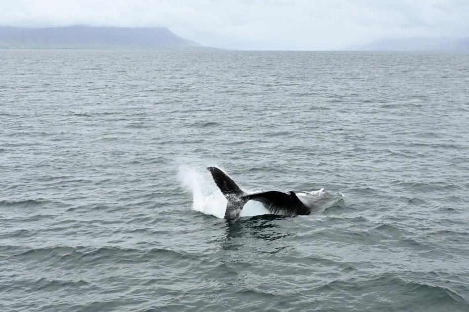 humpback whale tail throwing