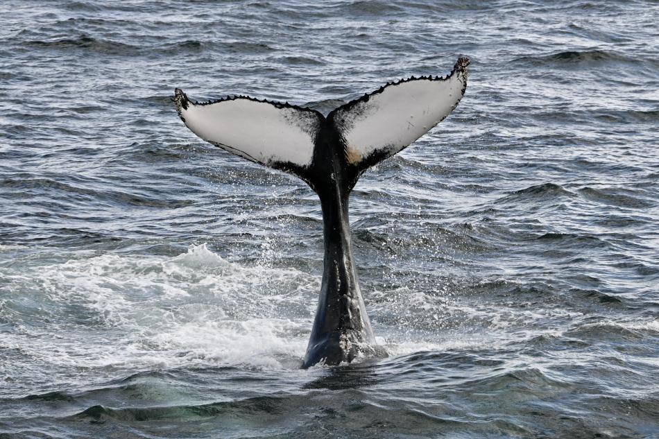 Humpback whale tail slapping