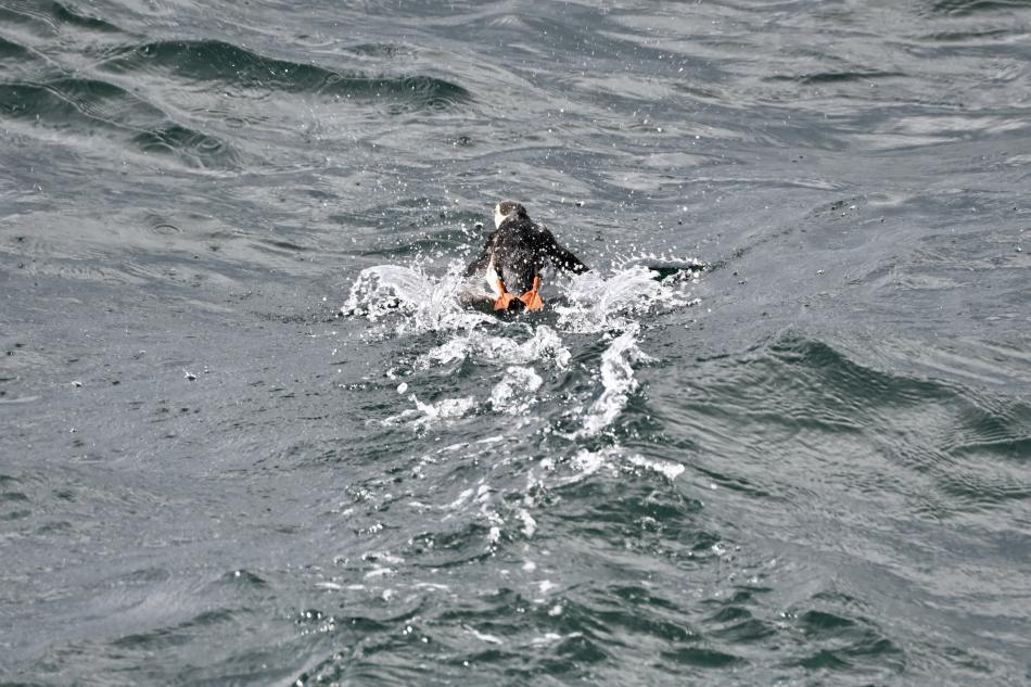 atlantic puffin runs on the water