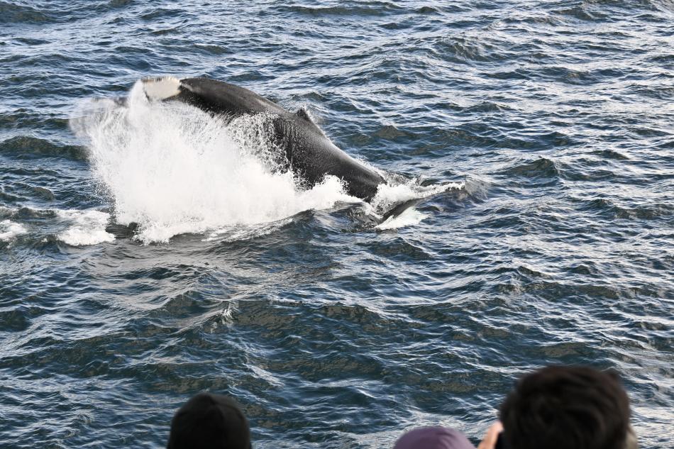 humpback whale