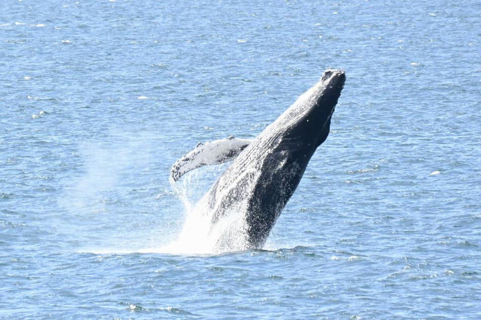 humpback whale breaching backwards