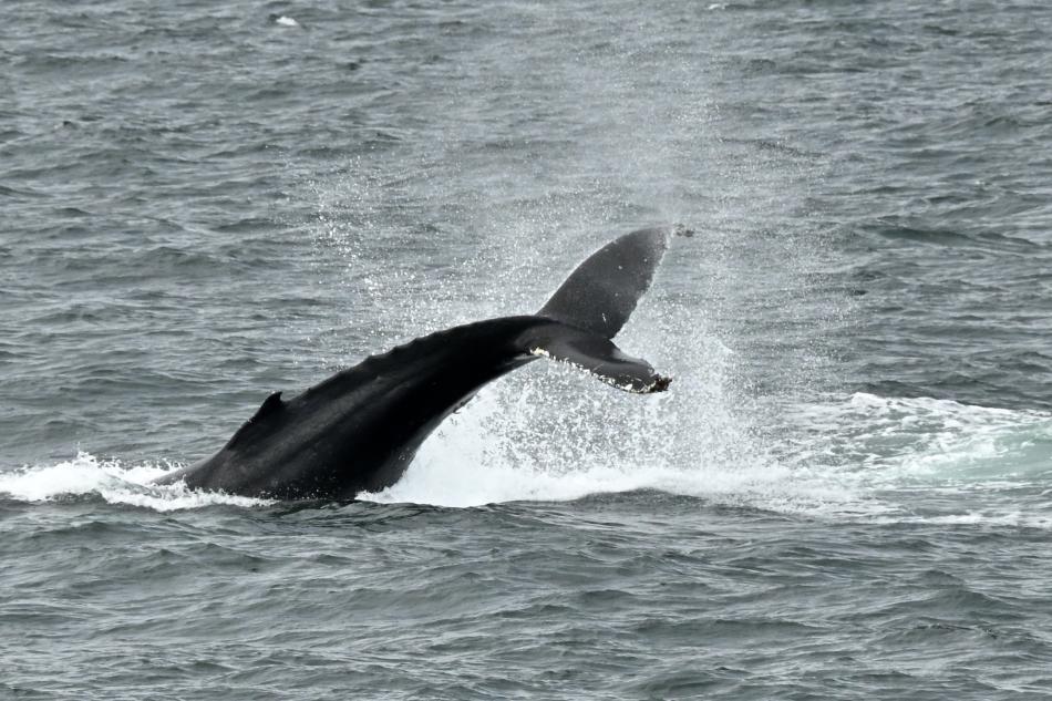 humpback whale throws his fluke in the air